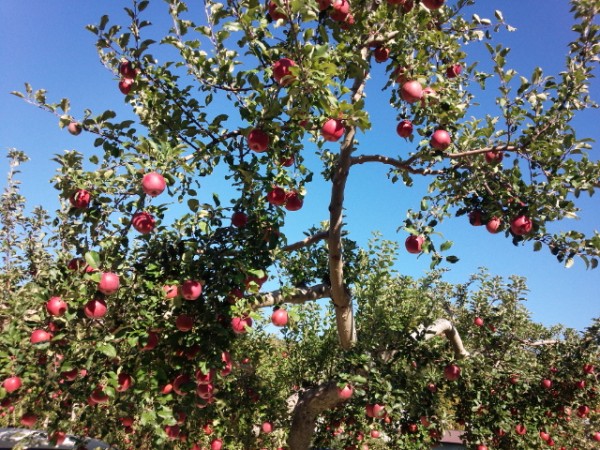 りんごの王様「ふじ」の季節がやってきました！贈答品として喜ばれる理由とは？