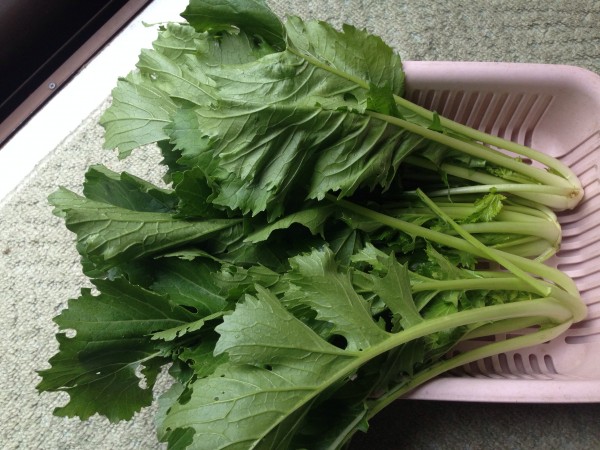 我が家の激ウマ水菜メニューと、水菜と小松菜の雑種「ミズ菜コマツ菜」について。